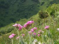 Youri - Ecrins 2005 401